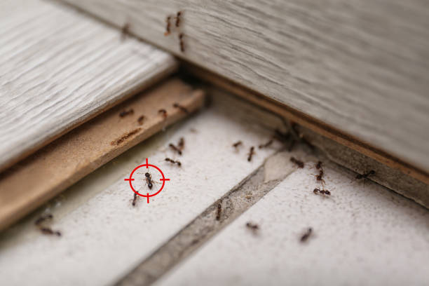 Best Wildlife Control Services  in Eton, GA