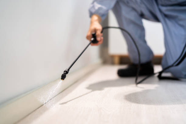 Best Flea Control Services  in Eton, GA