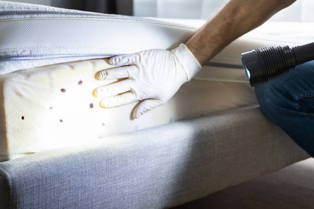 Best Affordable Pest Control Services  in Eton, GA